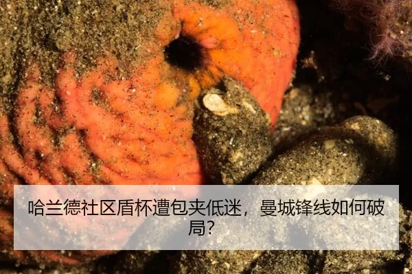 ha-lan-de-she-qu-dun-bei-zao-bao-jia-di-mi-man-cheng-feng-xian-ru-he-po-ju-3-192.jpg